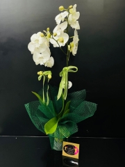 İthal Çift Dallı Phalaenopsis Orkide Beyaz