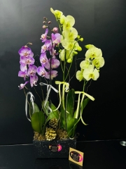 4 Dallı Beyaz Grup Orkide Renkli İthal Phalaenopsis