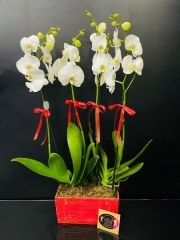 Şık Taş İçerisinde 4 Dallı İthal Orkide Beyaz